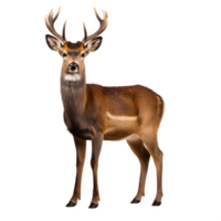 AI generated Deer on Transparent Background. AI Generated png