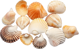 AI generated sea shells png