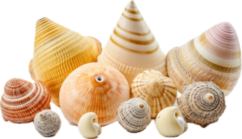 AI generated sea shells png