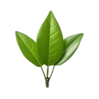 AI generated Fresh green tea leaf on transparent background png