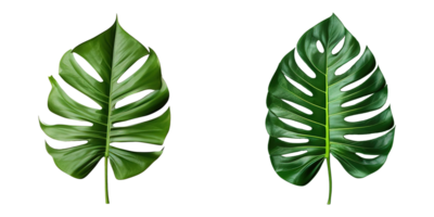 ai généré ensemble tropical jungle monstera feuilles sur transparent Contexte png