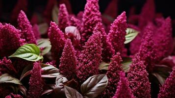 AI generated Close up of pink amaranth flowers on a black background. Ideal for backgrounds, wallpapers, or as a design element. photo