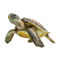 AI generated Sea turtle swimming on transparent background png