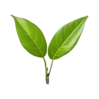 AI generated Fresh green tea leaf on transparent background png