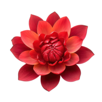 AI generated Red Lotus flower on transparent background png