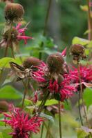 Sphinx moth Vermont photo