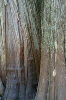 Distinctive bark  of a Western Red Cedar photo