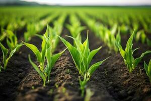 ai generado filas de joven maíz plantas creciente en el campo. generativo ai foto