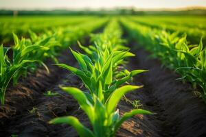 ai generado filas de joven maíz plantas creciente en el campo. generativo ai foto