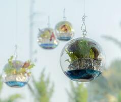 Vegetable plant decorate in sphere glass photo