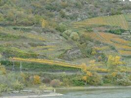 Autumn colors on steep Reisling vineyards photo