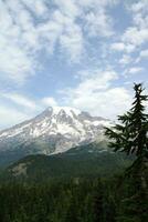 Mt. Rainier, with conifer forest photo