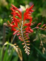 Lucifer Crocosmia in Seattle garden photo