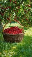 AI generated Summer's Bounty Cherry Harvest Delight photo