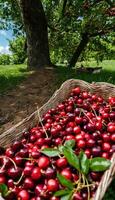 AI generated Summer's Delight A Basket of Ripe Cherries photo