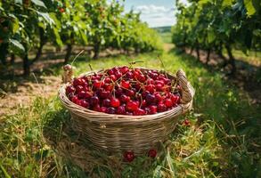 AI generated Summer's Delight A Basket of Ripe Cherries photo