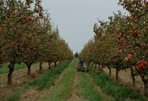 AI generated Autumn Harvest Symphony A Bounty of Juicy Apples photo