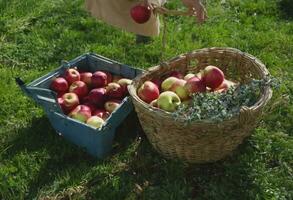 AI generated Golden Harvest An Apple Picking Journey photo