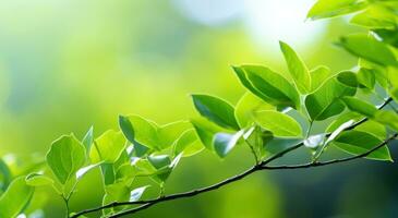 AI generated green branches on the leafy branches with sunlight. photo