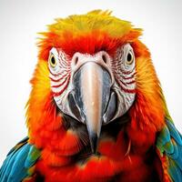 AI generated Striking parrot isolated on white photo