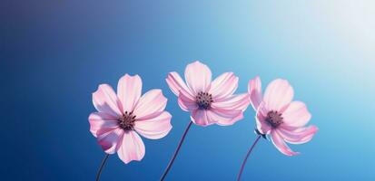 ai generado Tres rosado flores en contra un azul antecedentes foto