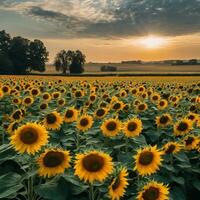 AI generated Fields of Sunshine Capturing the Radiance of Sunflower Blooms photo