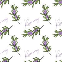 Rosemary sprigs with flowers, pattern with inscription and hand-drawn branch, Provencal style. On a white background. vector