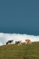 algunos vacas en el prado foto