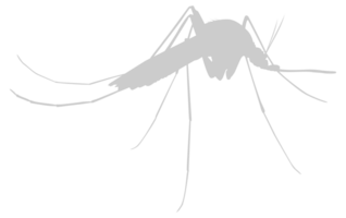 mosquito silueta, lata utilizar para Arte ilustración pictograma, sitio web, y gráfico diseño elemento. formato png