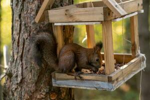 A beautiful red squirrel climbs a tree in search of food. photo