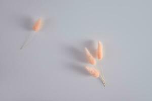 Fluffy spikes of natural dry plant hare tail peach color on gray background with copy space. The trending color of the year 2024 is peach fuzz. photo