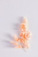 Floral arrangement of dried peach blossom flowers on white background with copy space. Vertical view. Color of the Year 2024 Peach Fuzz. photo