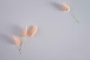 Fluffy spikes of natural dry plant hare tail peach color on gray background with copy space. The trending color of the year 2024 is peach fuzz. photo