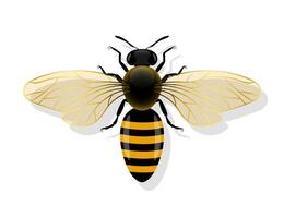 bee with open wings top view vector illustration