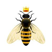 reina abeja alas parte superior ver vector ilustración