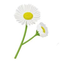 Vector illustration, Erigeron annuus, known as fleabane or daisy fleabane, isolated on white background.