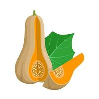 vector illustration, Butternut squash, scientific name Cucurbita moschata, isolated on white background.