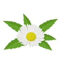 Vector illustration, Erigeron annuus, known as fleabane or daisy fleabane, isolated on white background.