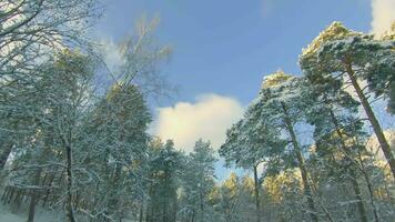 Low Angle View of a Winter Pine Forest, Walking Through the Coniferous Trees. Bottom View of the Tops of Pines in the Snow at Sunny Winter Day. The Sky Can Be Seen Through the Tops of the Pines video