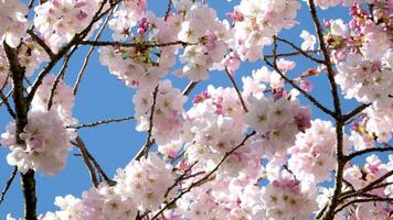 ciliegia fiorire con rosa fiori nel primavera natura su cielo sfondo, lento movimento, primavera video