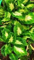 a green plant with white and yellow leaves photo