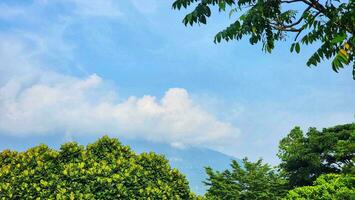 Green leaves and blue sky with cloud in the morning, nature background photo