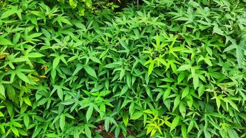 a bush with many green leaves on it photo