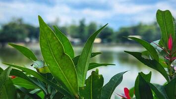 a view of a lake with green plants and red flowers photo