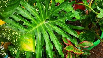 a green plant with many different types of leaves photo