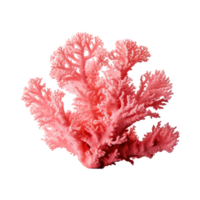 AI generated Vibrant Coral Isolated on Transparent Background png