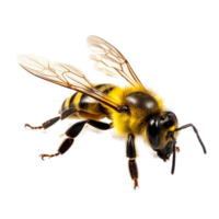 AI generated bee isolated on a transparent background. png