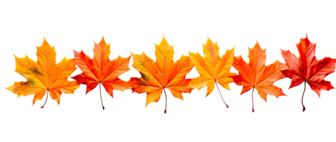 AI generated Colorful maple leaves that lie against a Transparent background. png