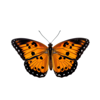ai gegenereerd bevallig vlinder in kant visie geïsoleerd Aan transparant achtergrond png