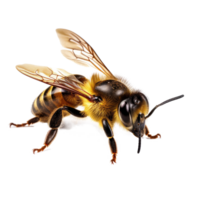 AI generated bee isolated on a transparent background. png